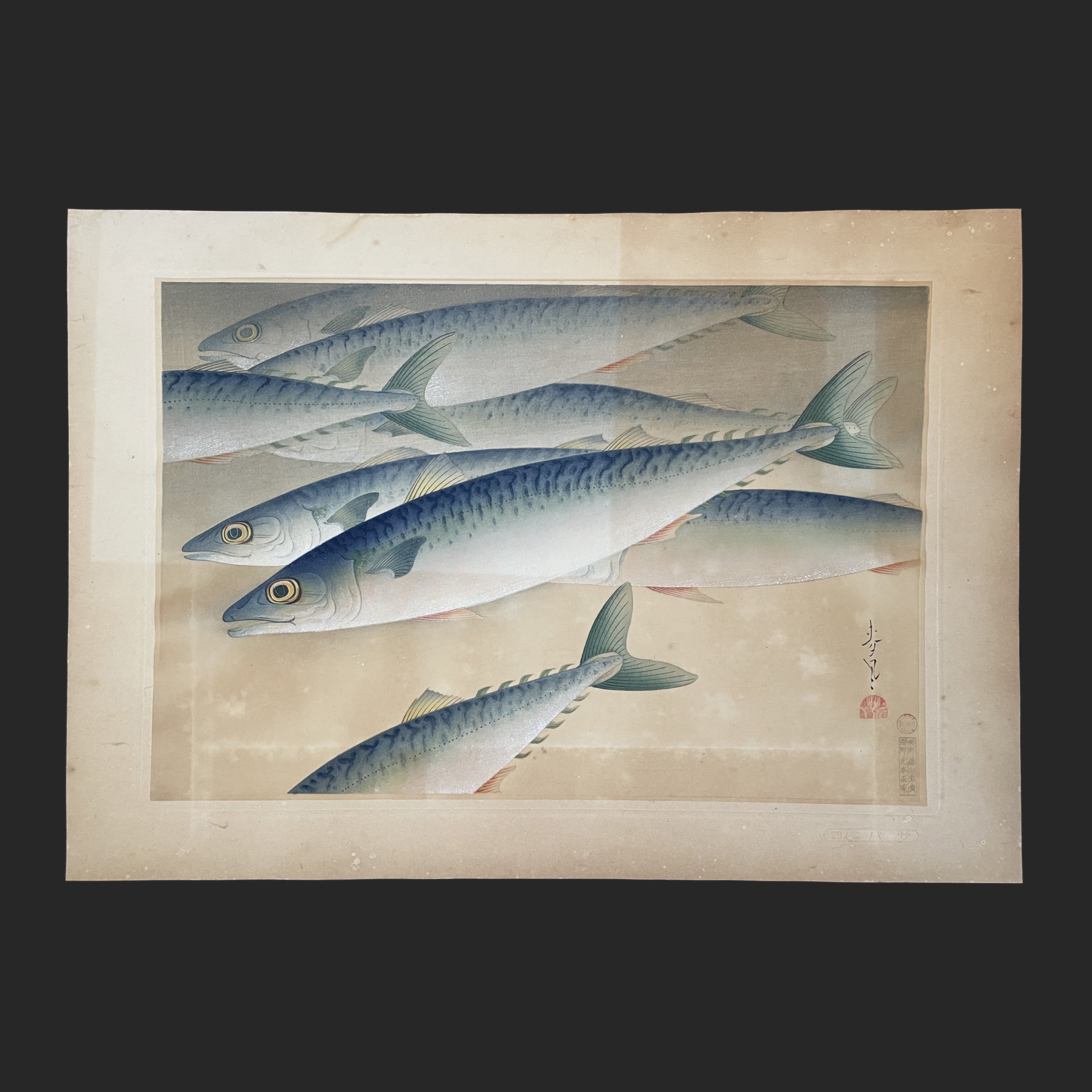 大野 麦風 ONO Bakufu 大日本魚類画集より「鯖」