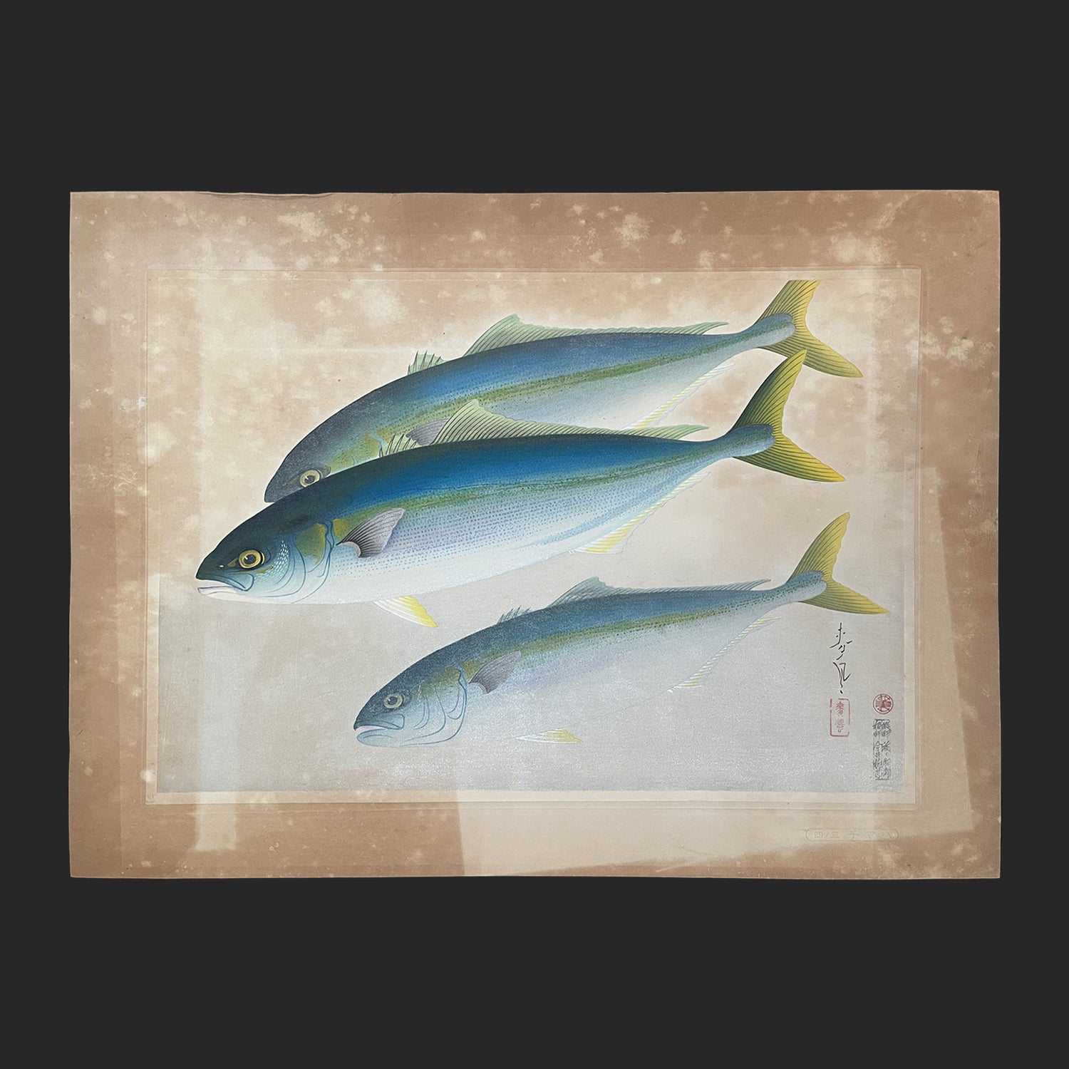 ハマチ】「大日本魚類画集」 大野麦風 大野麥風 木版画 原色木版二百度